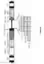 Fig. 42 - Compositions and methods of chimeric autoantibody receptor T cells