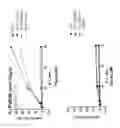 Fig. 43 - Compositions and methods of chimeric autoantibody receptor T cells