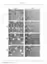 Fig. 03 - Composition for inducing differentiation