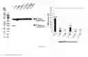 Fig. 48 - Antigen binding constructs to target molecules