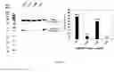 Fig. 61 - Antigen binding constructs to target molecules