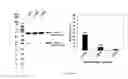 Fig. 66 - Antigen binding constructs to target molecules
