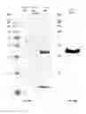 Fig. 03 - H1N1 flu virus neutralizing antibodies