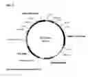 Fig. 13 - H1N1 flu virus neutralizing antibodies