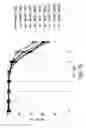 Fig. 12 - METHODS FOR CONTROLLING THE GALACTOSYLATION PROFILE OF RECOMBINANTLY-EXPRESSED PROTEINS