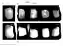 Fig. 01 - Nucleic acid molecules encoding monoclonal antibodies specific for IL-22