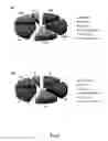 Fig. 05 - Nucleic acid molecules encoding monoclonal antibodies specific for IL-22