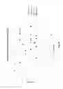 Fig. 14 - Nucleic acid molecules encoding monoclonal antibodies specific for IL-22
