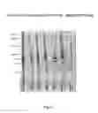 Fig. 15 - Nucleic acid molecules encoding monoclonal antibodies specific for IL-22