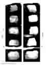 Fig. 27 - Nucleic acid molecules encoding monoclonal antibodies specific for IL-22