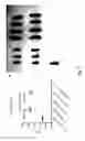 Fig. 33 - Nucleic acid molecules encoding monoclonal antibodies specific for IL-22