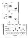 Fig. 36 - Nucleic acid molecules encoding monoclonal antibodies specific for IL-22