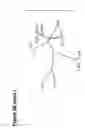 Fig. 16 - Antibodies to MAdCAM