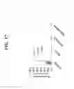 Fig. 19 - METHODS OF TREATING TRANSPLANT REJECTION USING A DOMAIN ANTIBODY DIRECTED AGAINST CD40