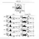 Fig. 09 - Immunopotentiative Composition