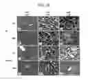 Fig. 17 - Immunopotentiative Composition