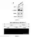 Fig. 02 - Methods and Pharmaceutical Compositions for the Treatment of Diseases Mediated by the NRP-1/OBR Complex Signaling Pathway