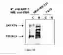 Fig. 04 - Methods and Pharmaceutical Compositions for the Treatment of Diseases Mediated by the NRP-1/OBR Complex Signaling Pathway