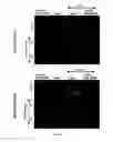 Fig. 07 - Methods and Pharmaceutical Compositions for the Treatment of Diseases Mediated by the NRP-1/OBR Complex Signaling Pathway