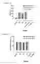 Fig. 09 - Antibodies which bind to the human CC chemokine receptor 4 and uses thereof
