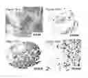 Fig. 17 - Antibodies which bind to the human CC chemokine receptor 4 and uses thereof
