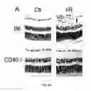 Fig. 08 - Method for treating CD40-mediated diseases