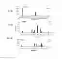 Fig. 08 - MODIFIED PSEUDOMONAS EXOTOXIN A