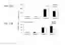 Fig. 13 - MODIFIED PSEUDOMONAS EXOTOXIN A