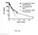 Fig. 22 - MODIFIED PSEUDOMONAS EXOTOXIN A