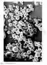 Fig. 04 - Dissolution of oxidized cellulose and particle preparation by cross-linking with multivalent cations