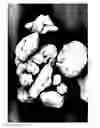 Fig. 07 - Dissolution of oxidized cellulose and particle preparation by cross-linking with multivalent cations