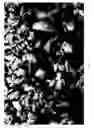 Fig. 11 - Dissolution of oxidized cellulose and particle preparation by cross-linking with multivalent cations