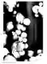 Fig. 13 - Dissolution of oxidized cellulose and particle preparation by cross-linking with multivalent cations
