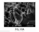 Fig. 17 - POLYMERIC MATERIALS FOR BIO-APPLICATIONS