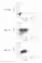 Fig. 13 - Cell carrier, associated methods for making cell carrier and culturing cells using the same