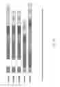 Fig. 17 - Methods for manufacturing adoptive cell therapies