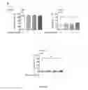 Fig. 03 - METHOD AND DEVICE FOR CONSERVING VIABLE AND FUNCTIONAL HUMAN POLYMORPHONUCLEAR NEUTROPHILS