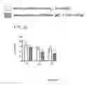 Fig. 17 - METHOD AND DEVICE FOR CONSERVING VIABLE AND FUNCTIONAL HUMAN POLYMORPHONUCLEAR NEUTROPHILS