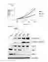 Fig. 14 - Compositions comprising a mitofusin inhibitor for promoting cell reprogramming and a use thereof
