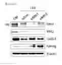 Fig. 18 - Compositions comprising a mitofusin inhibitor for promoting cell reprogramming and a use thereof