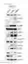 Fig. 30 - Compositions comprising a mitofusin inhibitor for promoting cell reprogramming and a use thereof
