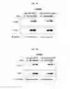 Fig. 11 - Hexon isolated from simian adenovirus serotype 19, hypervariable region thereof and chimeric adenovirus using the same