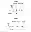 Fig. 15 - Hexon isolated from simian adenovirus serotype 19, hypervariable region thereof and chimeric adenovirus using the same