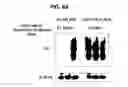 Fig. 19 - Hexon isolated from simian adenovirus serotype 19, hypervariable region thereof and chimeric adenovirus using the same