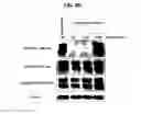 Fig. 20 - Hexon isolated from simian adenovirus serotype 19, hypervariable region thereof and chimeric adenovirus using the same