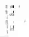 Fig. 08 - Methods of predicting ancestral virus sequences and uses thereof