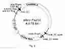 Fig. 07 - Chimeric protein toxins for expression by therapeutic bacteria