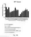 Fig. 12 - Chimeric protein toxins for expression by therapeutic bacteria