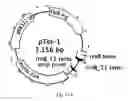 Fig. 13 - Chimeric protein toxins for expression by therapeutic bacteria
