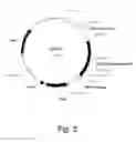 Fig. 04 - Polypeptides having amylolytic enhancing activity and polynucleotides encoding same